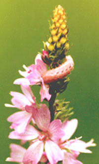 Grey Hairstreak larvae on Sidalcea
